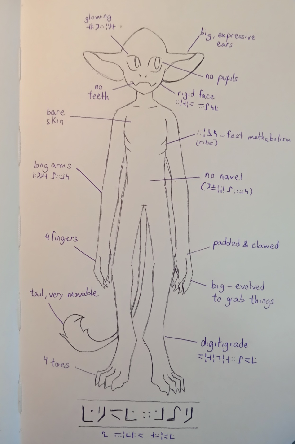 a drawing of an enderman, a humanoid creature with big long ears, digitigrade legs and a tail. there are some annotations in standard galactic and latin alphabets, pointing to different parts of its body, reading (from top to bottom and from left to right, galactic between asterisks): glowing *glowing* big, expressive ears, no pupils, no teeth, rigid face *rigid face*, bare skin ribs (*ribs*) - fast methabolism, long arms *long arms*, no navel (*oviparus*), 4 fingers, padded & clawed, big - evolved to grab things, tail, very movable, digitigrade *digitigrade*, 4 toes. at the bottom there are two descriptions entirely in standard galactic alphabet, reading: *ENDERMAN*, *a field guide*